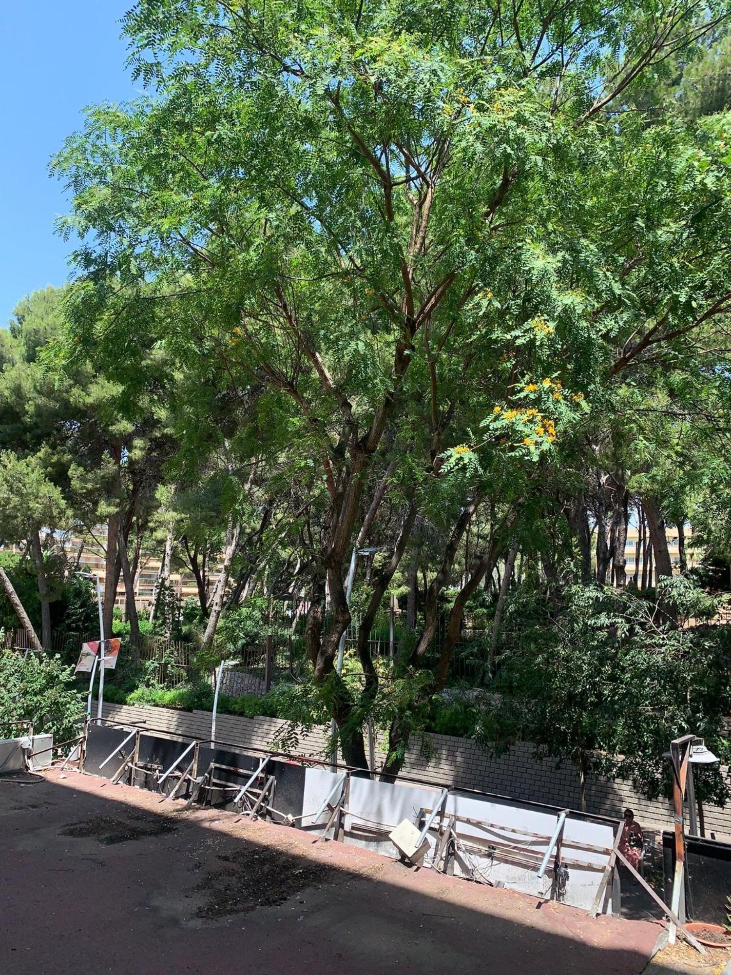 Goya Apartamento Apartment